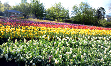 Lễ hội hoa Floriade – Hành trình ngắm sắc xuân rực rỡ tại Canberra, Úc